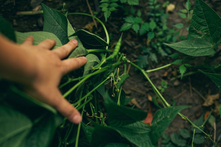 An overhead shot of a hand reaching into a green bean bush.