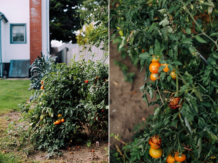 Two images show tomato plants with loads of yellow tomatoes on them. One photo shows a house in the background.