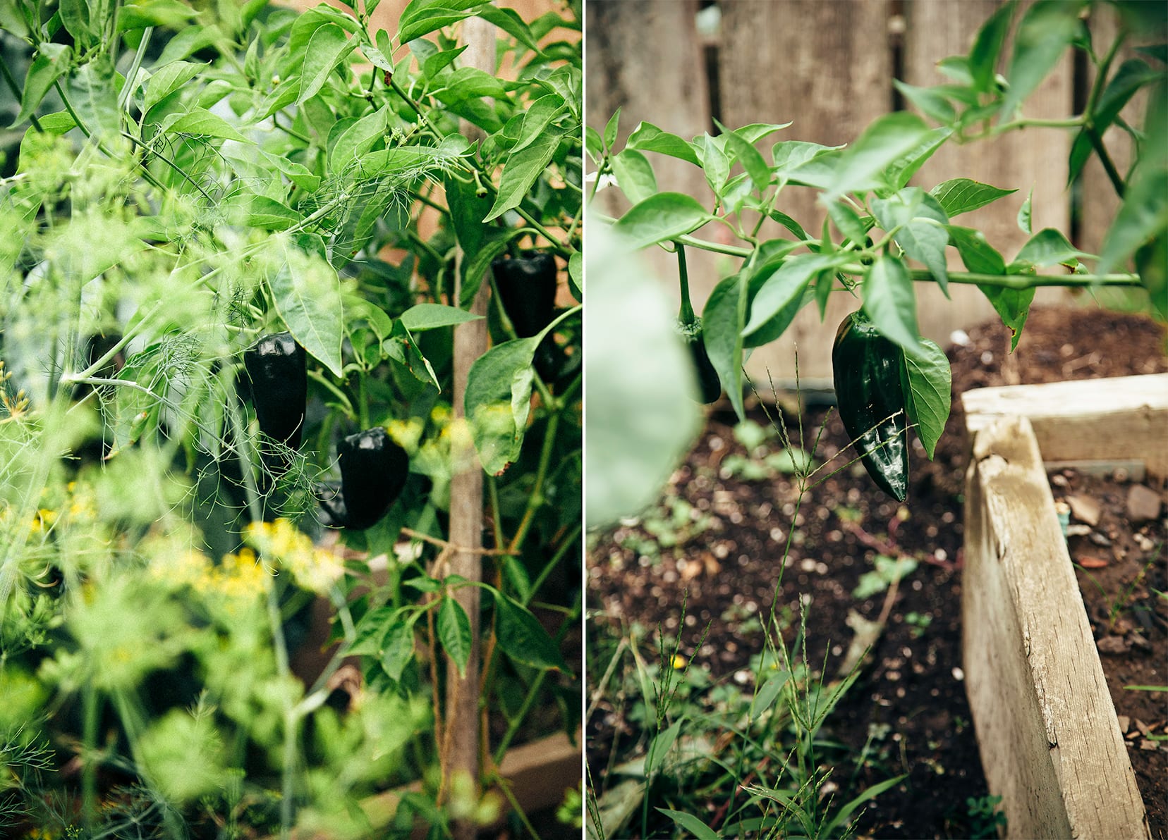 Two images show poblano pepper plants in a garden outside.