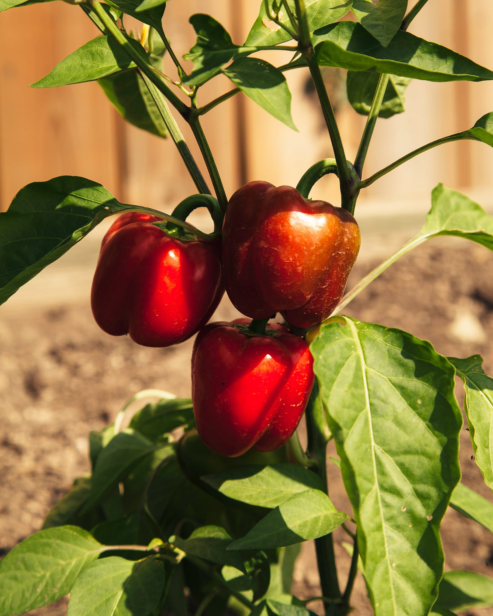 Red sweet peppers: MINI BELL RED Sweet Pepper