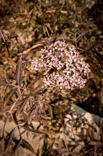 An overhead shot shows a black lace elderberry flower in harsh light with a bunch of shadows.