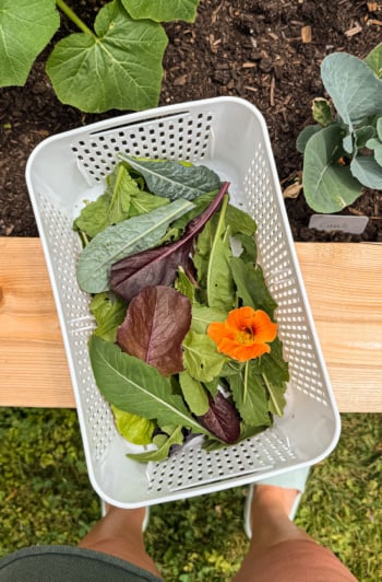 An overhead shot shows a little bin of freshly snipped lettuces and greens that's perched ont he edge of a raised bed garden.