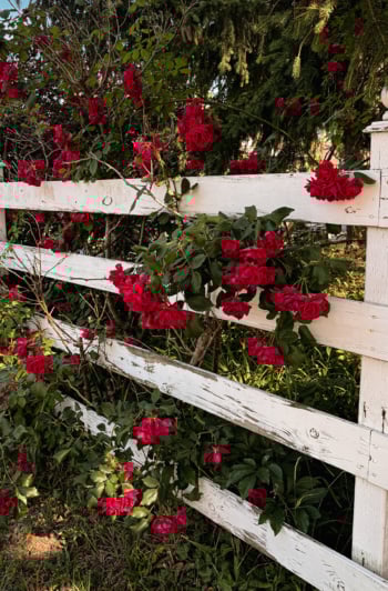 A head-on shot shows a worn white fence with a wild rose climbing all over it.