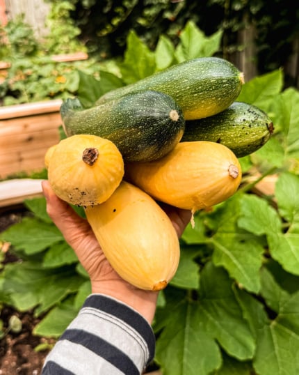 A head-on shot shows a hand holding 6 green and yellow zucchinis against the backdrop of a veggie garden.
