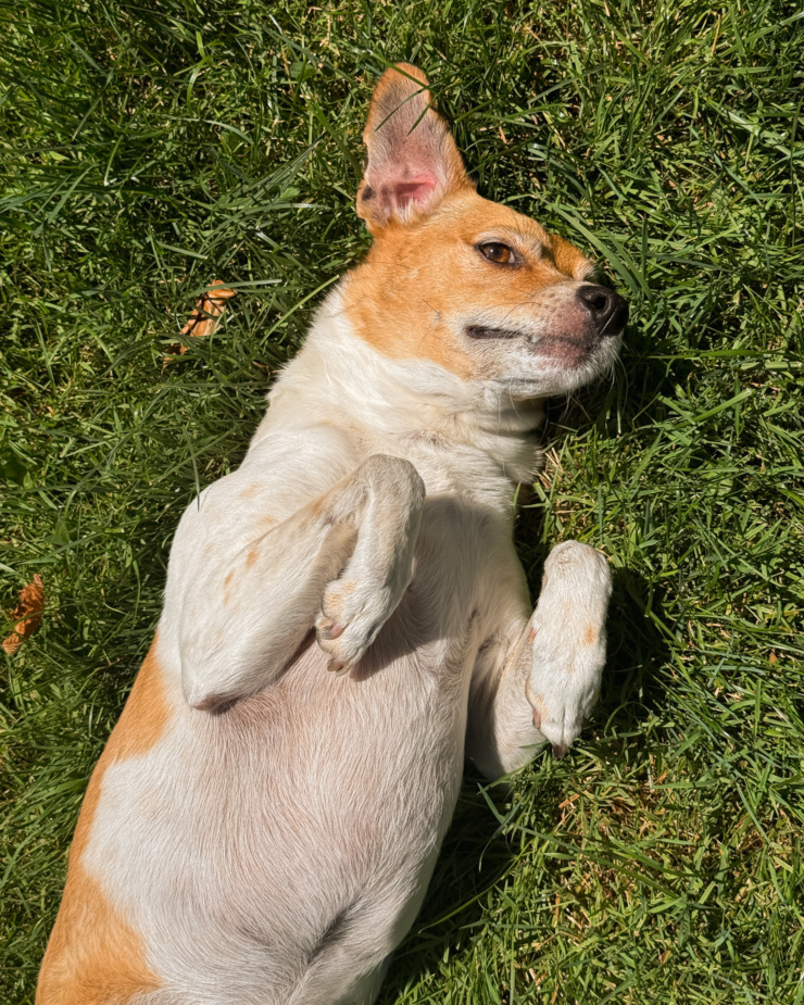 An overhead shot shows a whippet chihuahua mix dog laying in the grass in direct sun light.