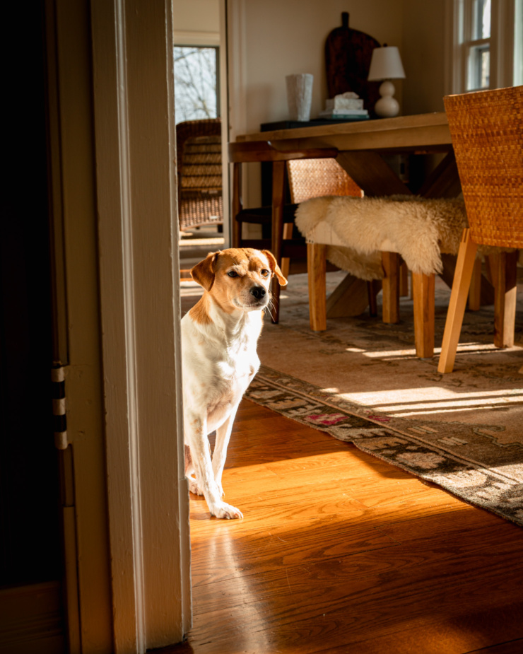 A head-on shot shows a dog in a sunbeam looking right into the camera. A dining room is seen in the background.