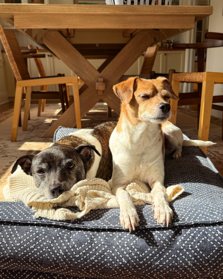 A head-on shot shows two dogs sharing a dog bed positioned in the sun and lined with a blanket. One dog is lying down and the other is sitting up with her eyes beginning to close.