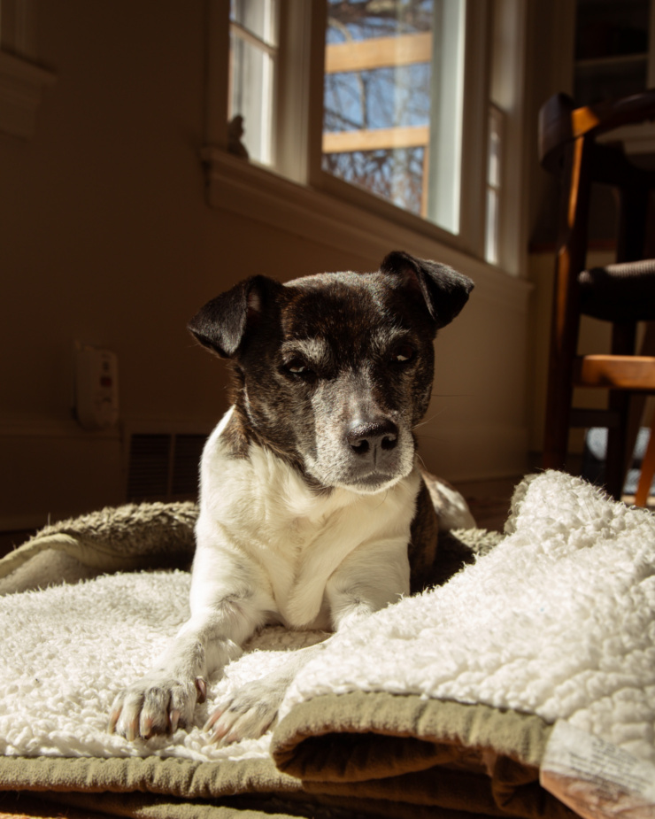 A head-on shot shows a jack russell-hound mix dog laying in the sun on a blanket, looking directly at the camera.