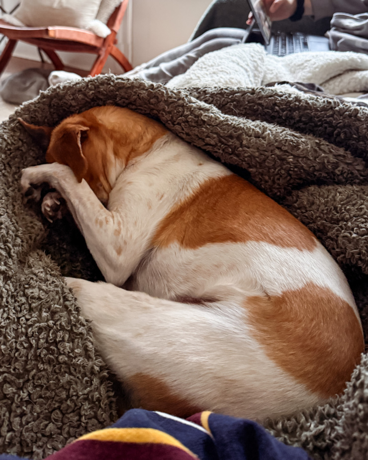 A 3/4 angle image shows a chihuahua whippet mix dog covering her eyes with her paws in a sleeping position. She is nestled in a fuzzy blanket on the couch.