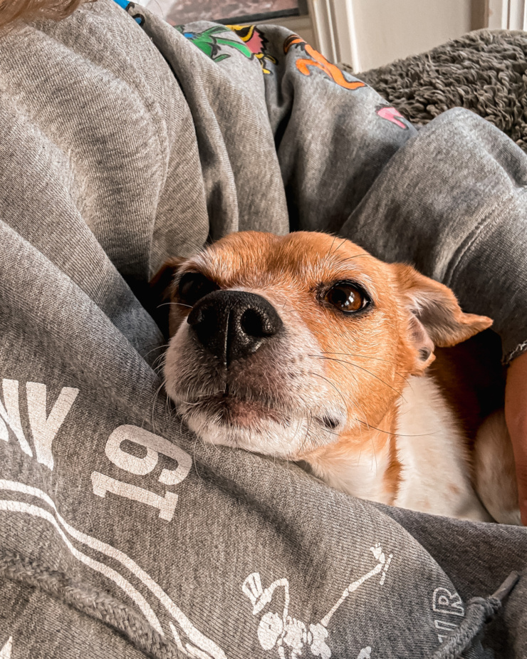 A selfie mode shot shows a small dog snuggled under the arm of a person. The dog is looking right at the camera.