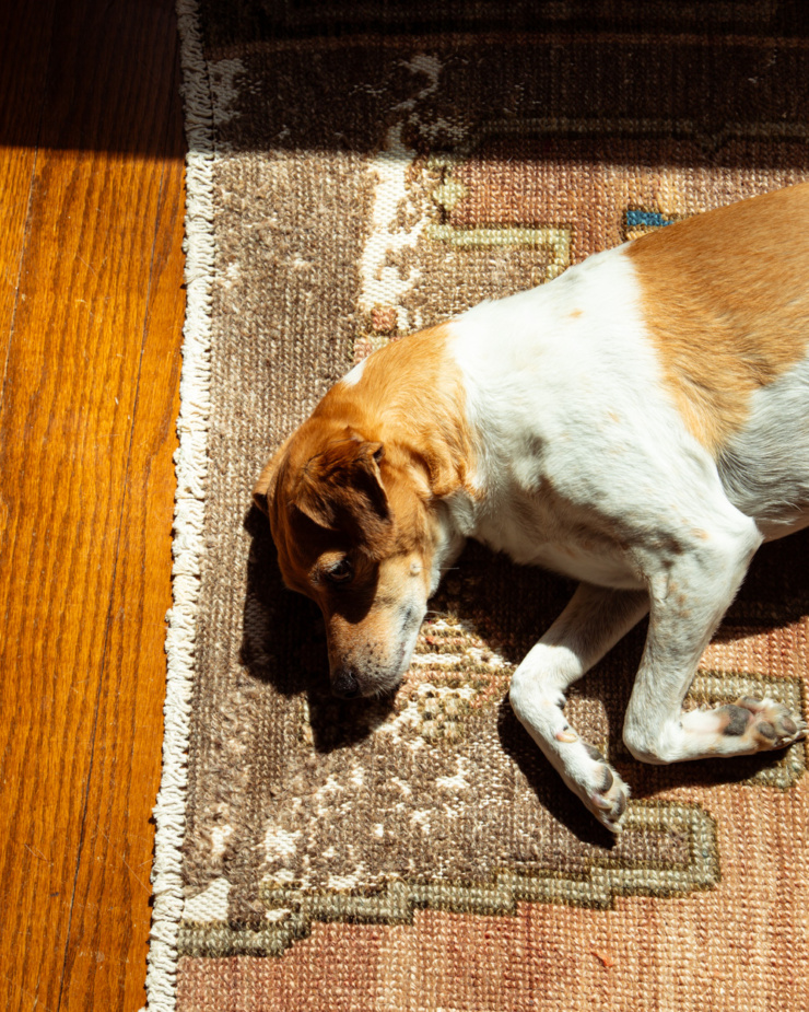 An overhead shot shows a chihuahua whippet mix dog laying in the sun on a patterned rug.