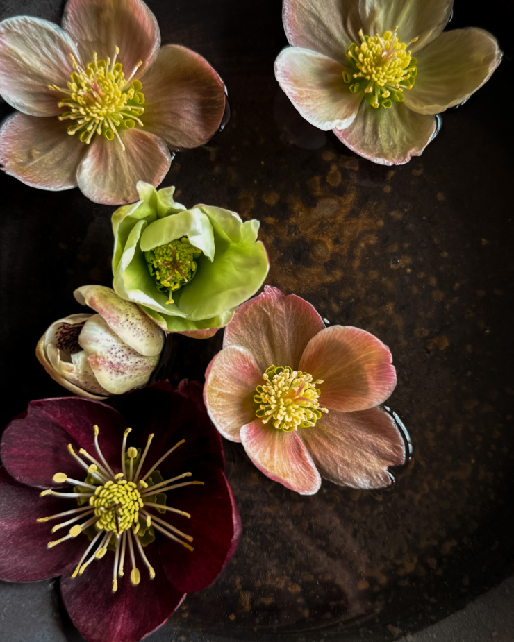 An overhead shot shows hellebores flowers floating in water in a dark bowl.