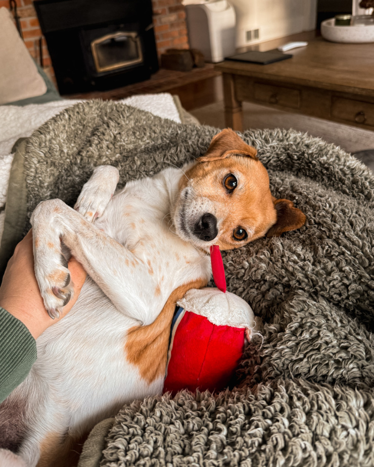 A head-on shot shows a chihuahua whippet mix dog reclining on a fluffy blanket. She has a dog toy in her mouth and is looking at the camera.