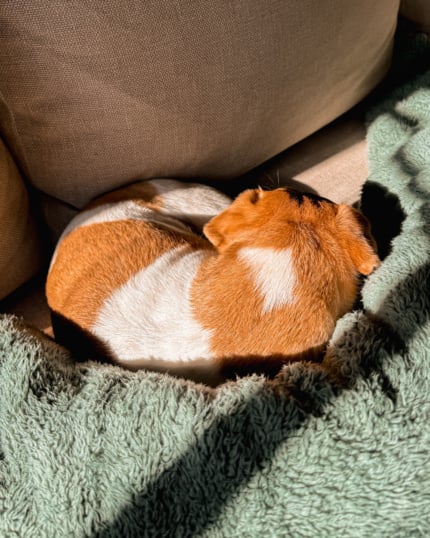 An overhead shot shows a chihuahua whippet mix curled up on a blanket on the sofa. Her back is facing the camera.