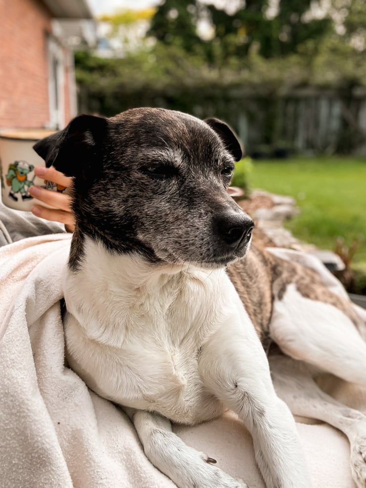 A close-up portrait of a small brindle and white dog with a black muzzle, resting on a cream-coloured blanket outdoors. A hand holding a illustrated ceramic mug is visible in the background, alongside a green backyard and wooden fence.