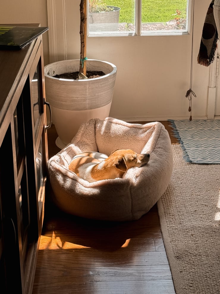 A small tan and white dog curled up asleep in a round, plush cream-coloured dog bed, bathed in warm morning sunlight streaming through a nearby window. A large round planter with a young tree sits behind the bed, and a woven rug and dark wooden sideboard are visible alongside.