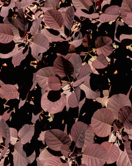 An up-close, overhead shot of a smoke bush in full leaf, with densely overlapping deep burgundy and purple-toned oval leaves catching dramatic direct sunlight against a dark shadowed background.