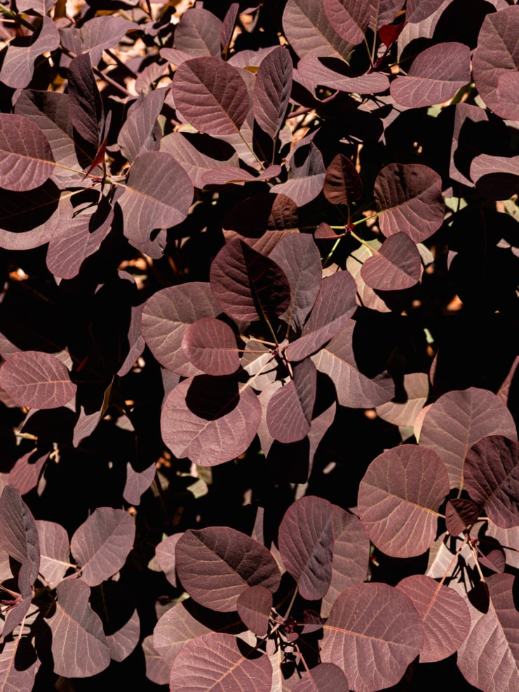 An up-close, overhead shot of a smoke bush in full leaf, with densely overlapping deep burgundy and purple-toned oval leaves catching dramatic direct sunlight against a dark shadowed background.