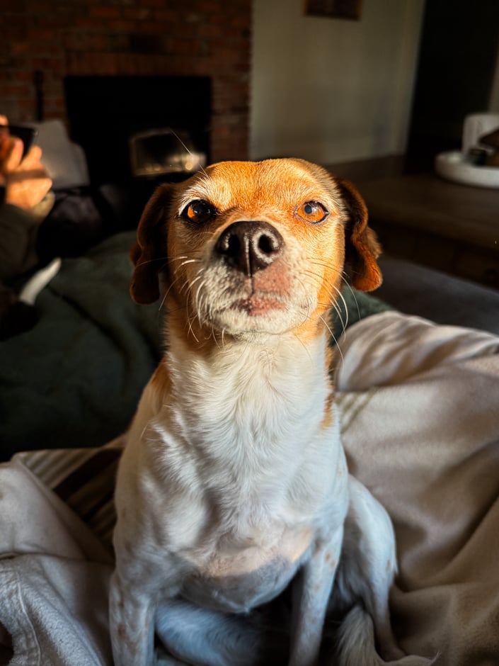 Close-up portrait of a small tan and white dog staring directly into the camera with an intense, slightly suspicious expression, bathed in warm sunlight, sitting on a grey blanket with a brick fireplace visible in the background.