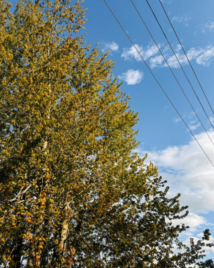 Looking up at tall trees with yellow-green foliage against a bright blue sky with wispy white clouds, with power lines cutting diagonally across the upper right of the frame.