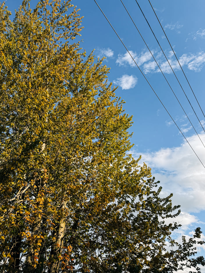 Looking up at tall trees with yellow-green foliage against a bright blue sky with wispy white clouds, with power lines cutting diagonally across the upper right of the frame.