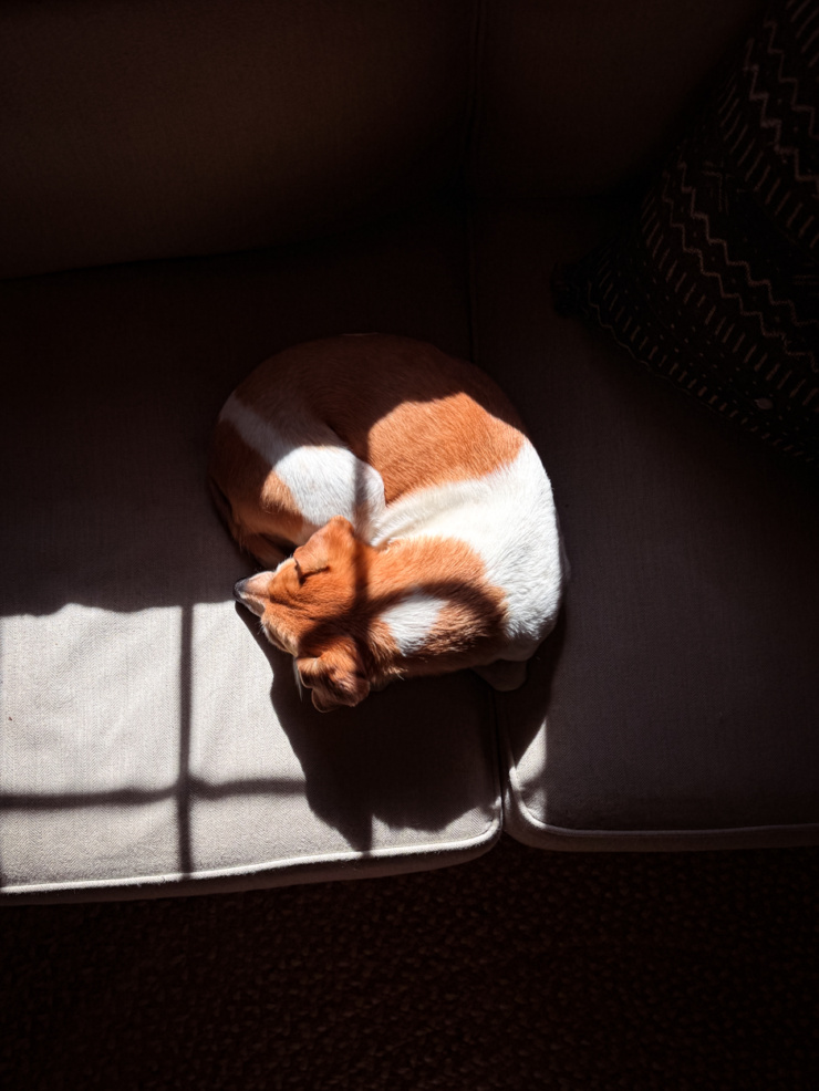 A whippet-chihuahua mix with orange and white fur, curled into a tight ball sleeping on a light grey upholstered armchair. Dramatic window light casts geometric shadows across the cushion, partially illuminating the dog's fur in warm tones against a dark background.