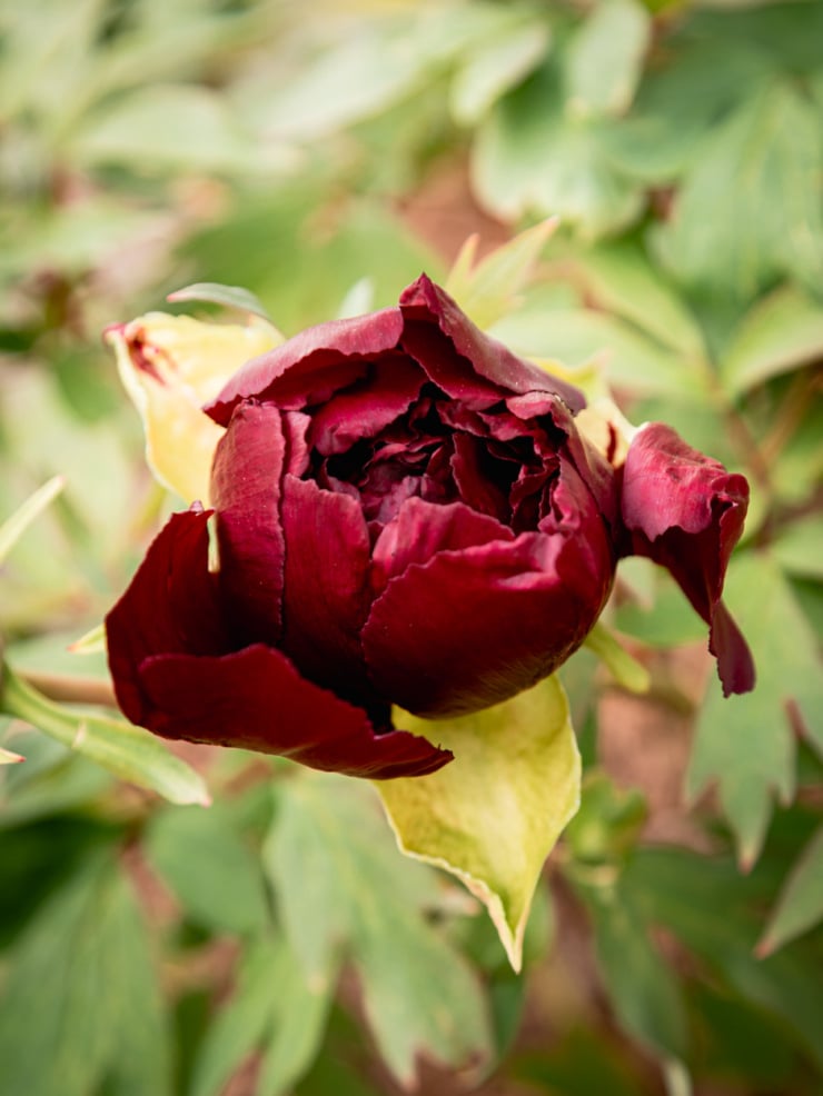 A deep crimson tree peony bud just beginning to open, its tightly layered dark red petals unfurling at the center. A smaller secondary bud is visible to the left. The bloom is framed by pale yellow-green sepals and dark green foliage, with a softly blurred garden background.