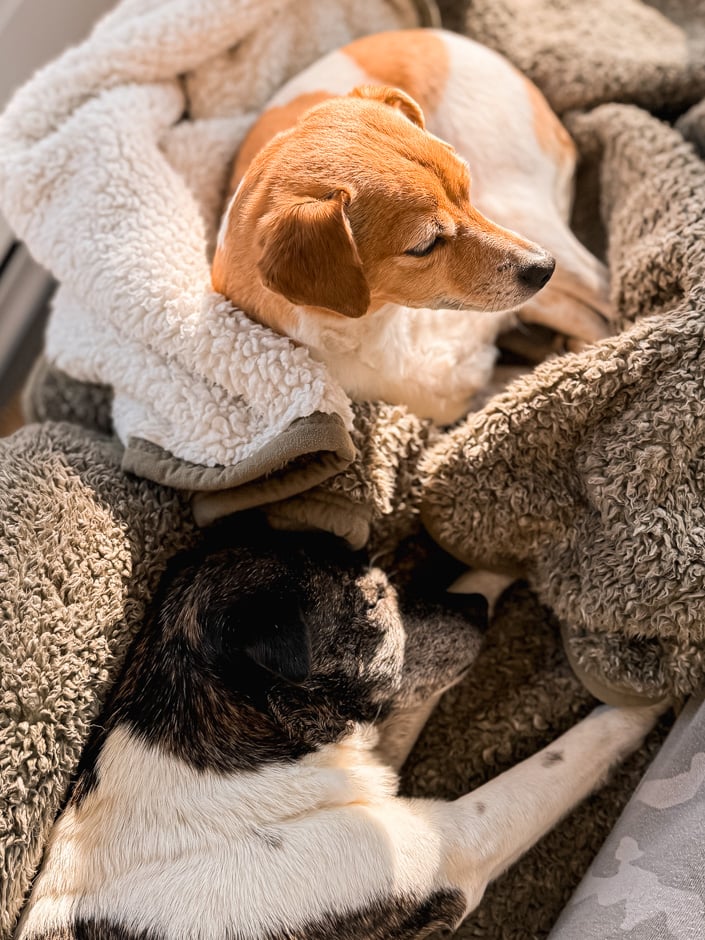 An overhead shot shows two dogs laying in cozy fluffy blankets in the sun.