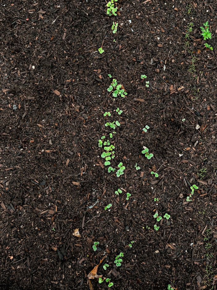 An overhead shot shows radish sprouts popping out of soil.