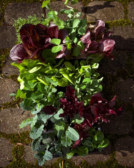 Overhead view of a flat of young vegetable seedlings on a stone paver patio, including red and burgundy lettuce varieties, bright green pea shoots, kale, and dill, with moss visible between the pavers.