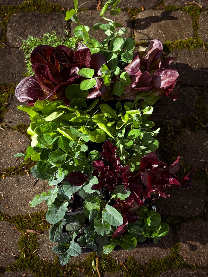 Overhead view of a flat of young vegetable seedlings on a stone paver patio, including red and burgundy lettuce varieties, bright green pea shoots, kale, and dill, with moss visible between the pavers.