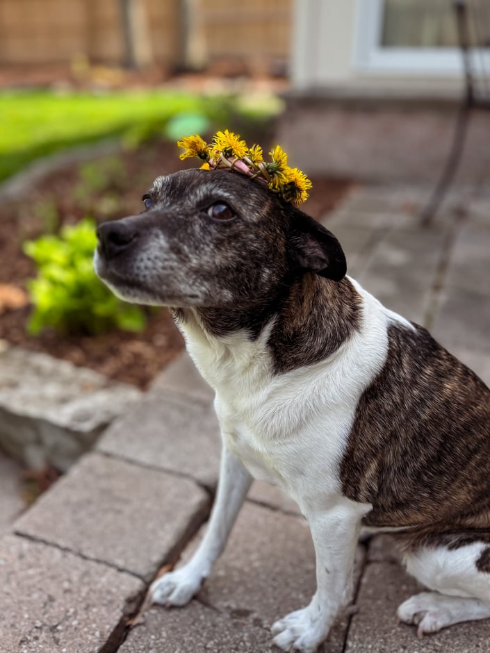 A brindle and white small dog sits upright on a stone patio wearing a crown made of yellow dandelions on its head, gazing upward with a dignified expression, with a garden and house in the background.