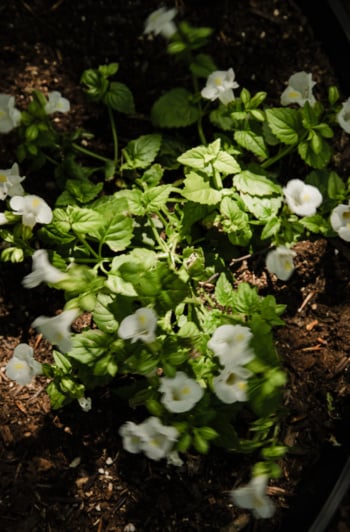 A cluster of white Torenia flowers in full bloom, nestled among vibrant green scalloped leaves in a garden bed. Dappled sunlight catches the delicate petals, with dark rich soil and wood chip mulch visible around the planting.