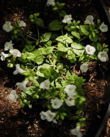 A cluster of white Torenia flowers in full bloom, nestled among vibrant green scalloped leaves in a garden bed. Dappled sunlight catches the delicate petals, with dark rich soil and wood chip mulch visible around the planting.