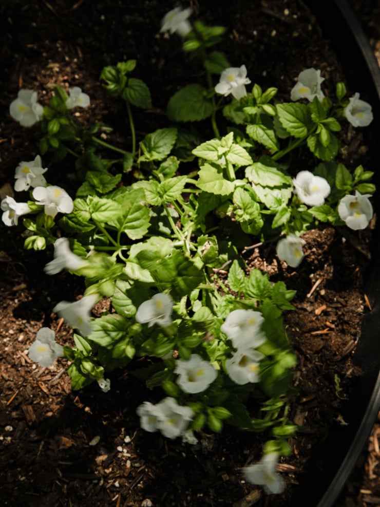 A cluster of white Torenia flowers in full bloom, nestled among vibrant green scalloped leaves in a garden bed. Dappled sunlight catches the delicate petals, with dark rich soil and wood chip mulch visible around the planting. There is blur in the photo, suggesting a gust of wind.