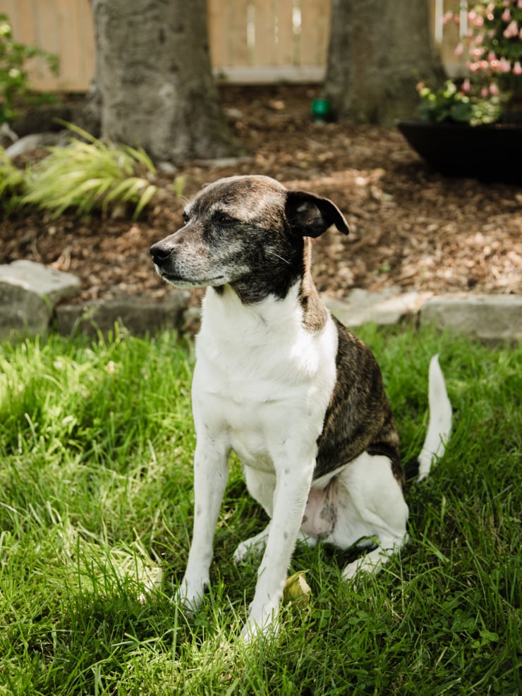 Cleo, a brindle and white senior dog, sits attentively on a lush green lawn in a backyard garden. She gazes to the left, with a wooden fence, tree trunk, and flowering shrub visible in the soft-focus background.