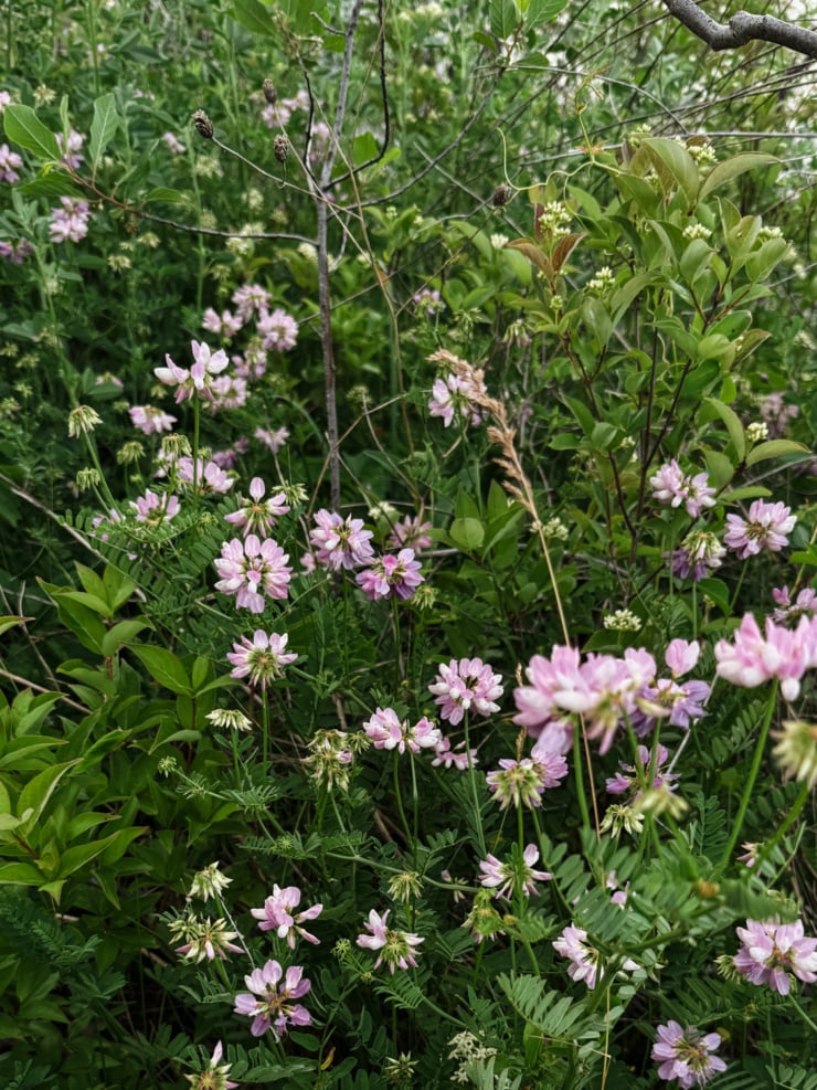 A lush tangle of wild pink crown vetch in full bloom, growing among dense green foliage, shrubs, and bare branches. The delicate clustered flowers range from pale pink to white at the centre.