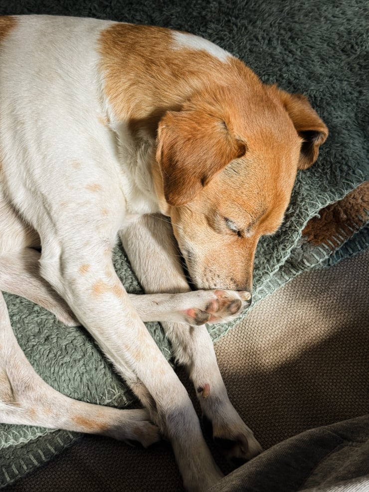 A white and tan dog sleeps curled up on a sage green cushion, nose tucked toward their paws. Warm sunlight highlights their fur against the textured rug and a brown knit blanket nearby.
