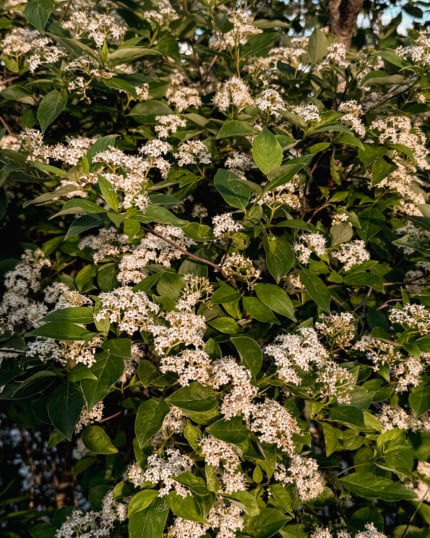 A densely flowering shrub photographed up close in warm golden light. Clusters of small, delicate white flowers are scattered across the branches among broad, deep green leaves. The scene has a lush, late-day summer feel with dappled light filtering through.