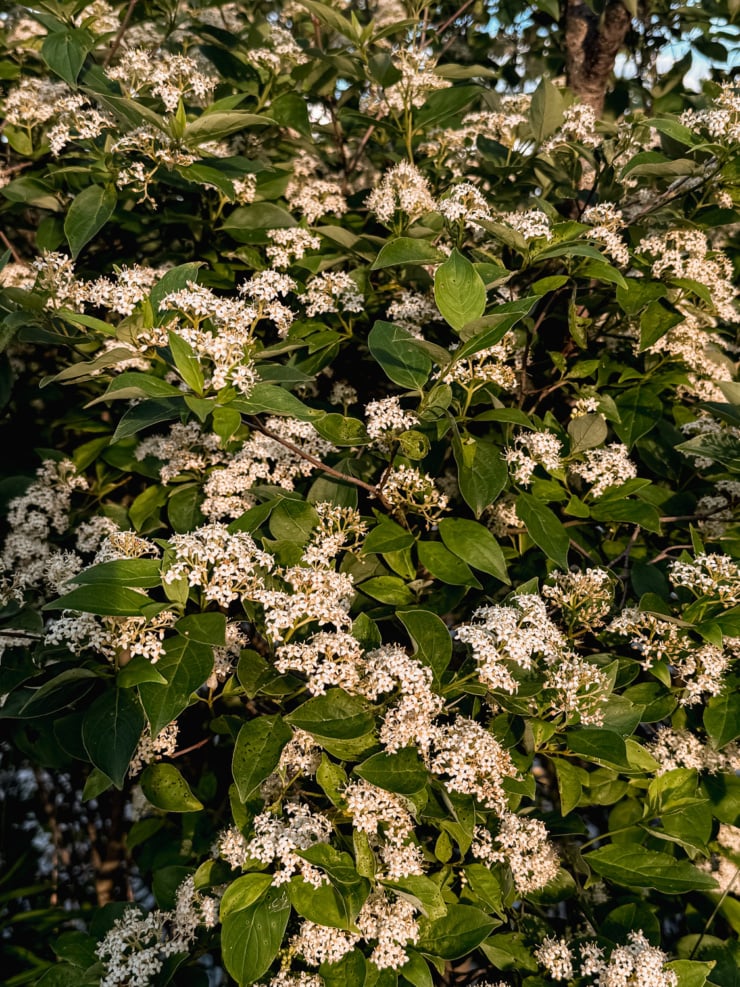 A densely flowering shrub photographed up close in warm golden light. Clusters of small, delicate white flowers are scattered across the branches among broad, deep green leaves. The scene has a lush, late-day summer feel with dappled light filtering through.