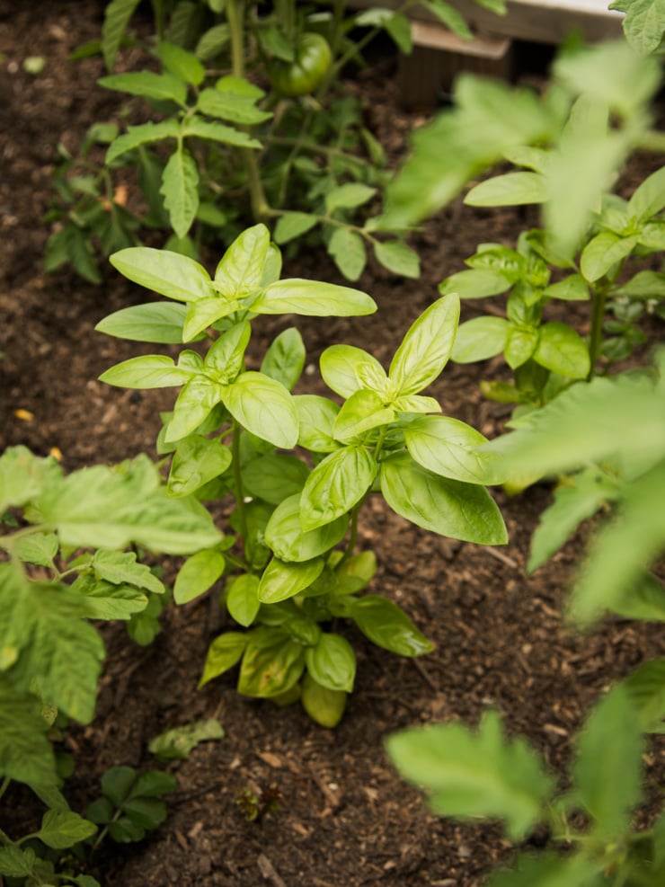 Close-up of a fresh basil plant growing in a garden bed, the herb used in this garlic white bean dip.