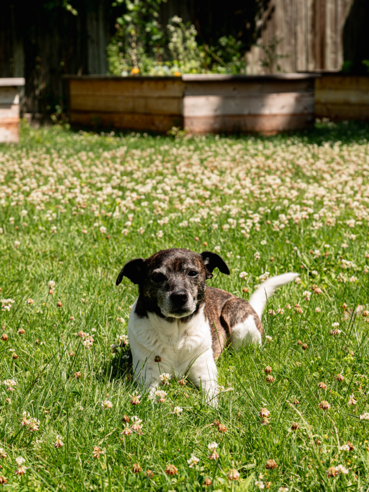 Cleo, a senior brindle and white terrier, lying in a clover lawn near raised garden beds.