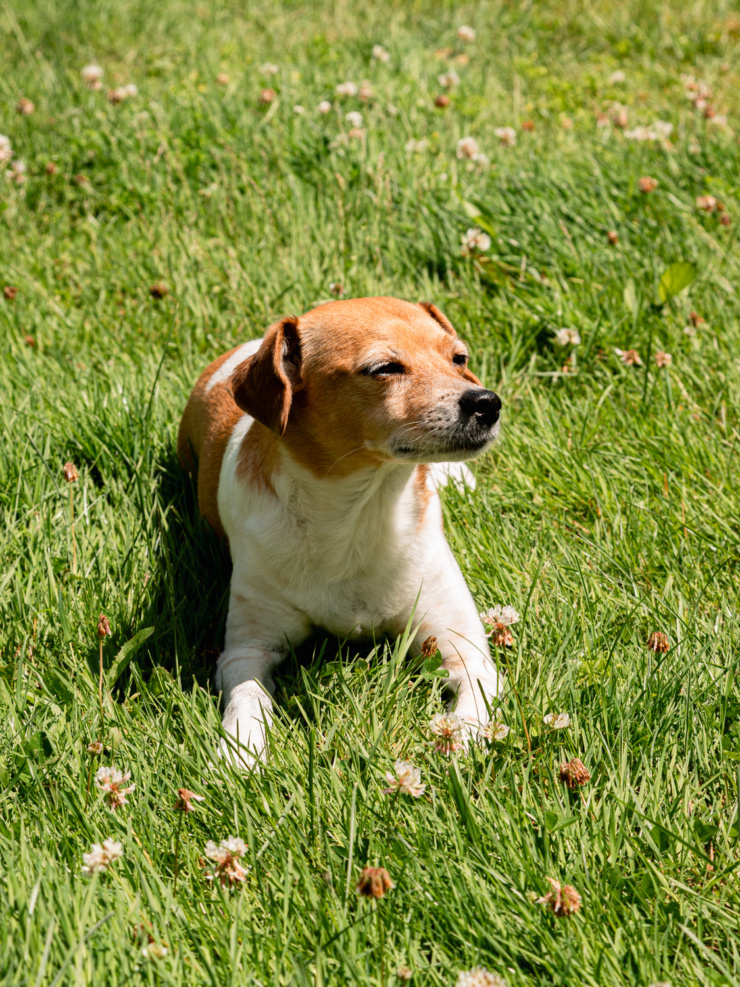 Mickie, a tan and white chihuahua-whippet mix, resting in clover-covered grass.