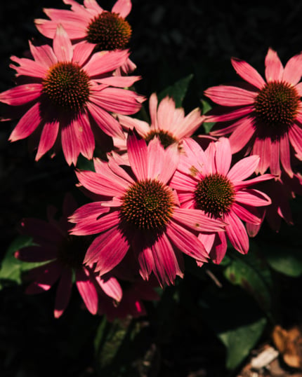 Close-up of vivid pink coneflowers in bloom, their spiky orange-brown centers lit by direct sun against a dark, shadowed background.