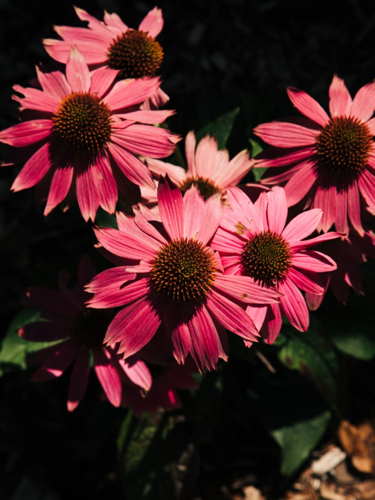 Close-up of vivid pink coneflowers in bloom, their spiky orange-brown centers lit by direct sun against a dark, shadowed background.