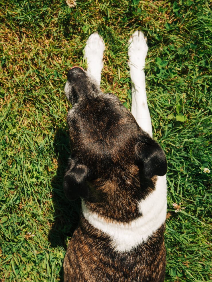 Overhead shot of a brindle dog lying belly side down in green grass, paws stretched out in front. Her ears are pointing back.