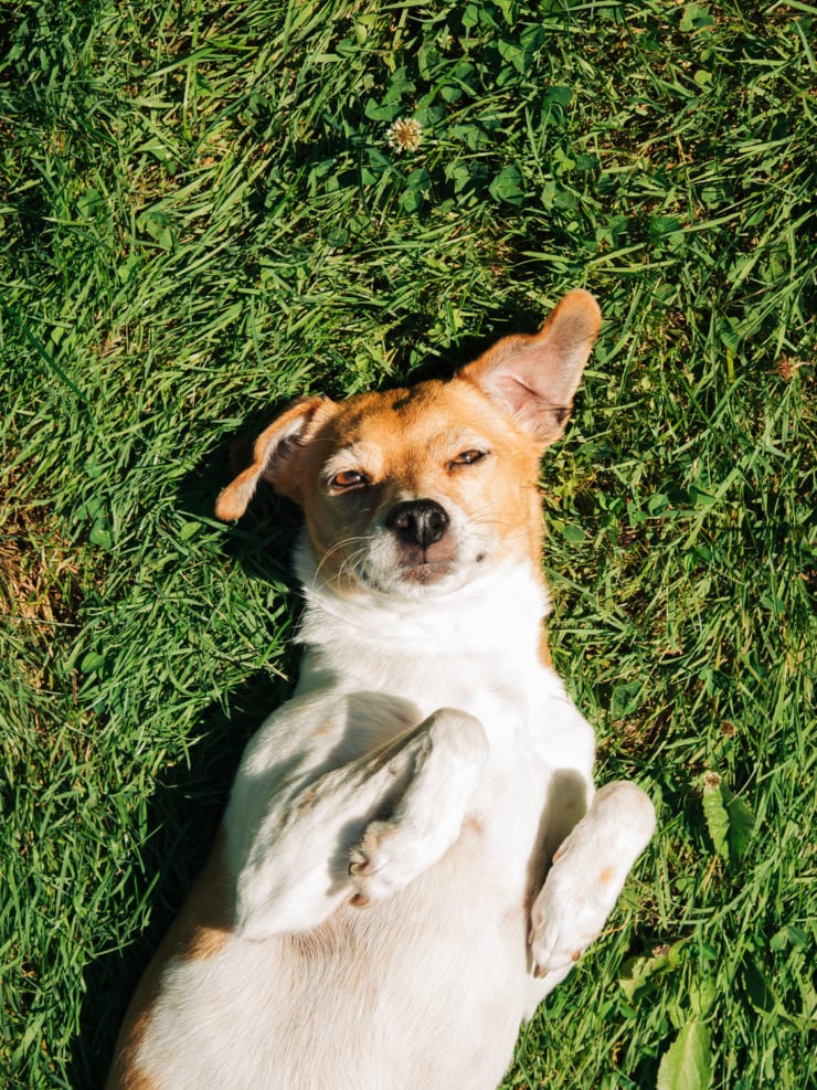 A tan and white chihuahua whippet mix dog lying on its back in grass, squinting up at the camera with front paws bent in the air.