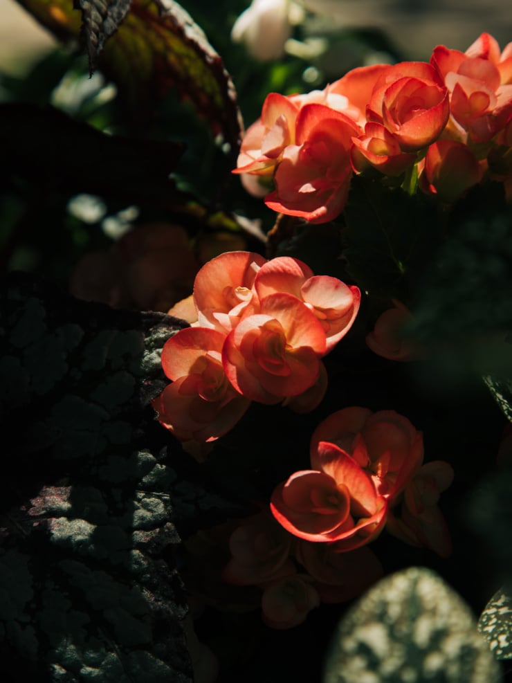 Ruffled orange and cream begonia blossoms glowing in a shaft of sunlight, surrounded by dark, dew-speckled leaves.