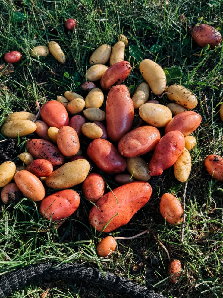 A pile of freshly dug fingerling potatoes in shades of red and gold, scattered on wet grass beside a flex hose.