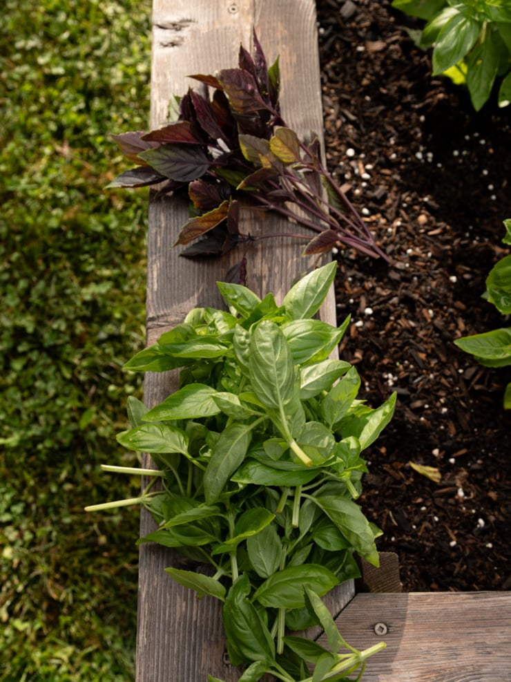 A bundle of dark purple basil and fresh green basil resting on the edge of a wooden raised garden bed, with dark soil and mulch behind.